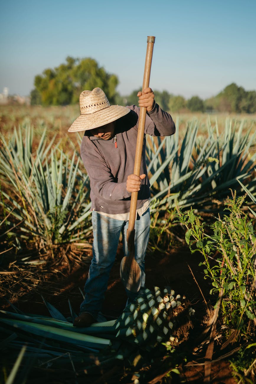 Jimador in the field cutting agave.