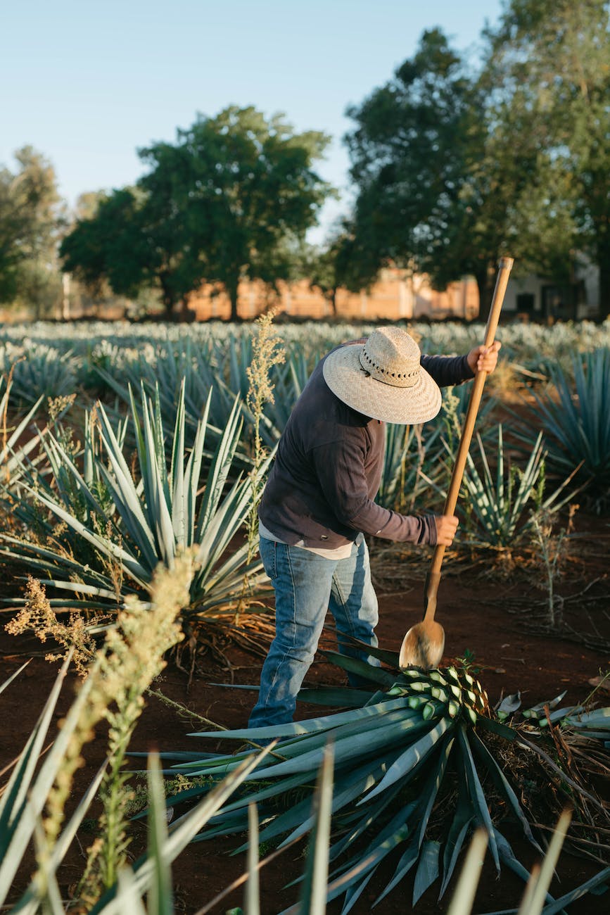 Jimador harvesting agave with coa de jima tool in Jalisco, Mexico.