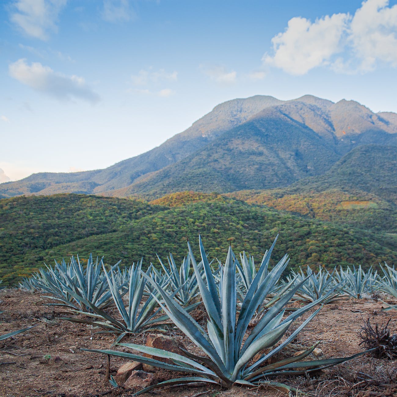 Field of agave plant in Mexico.
