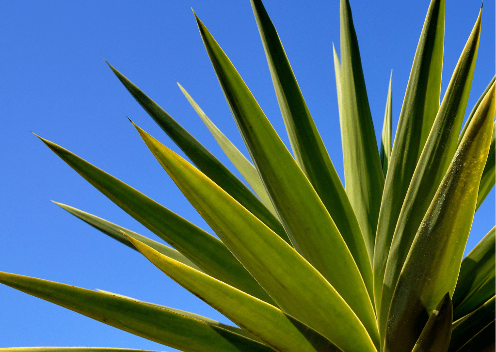 National Tequila Day: Celebrating The Spirit of The Moment